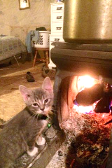 fireplace and kitten